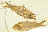 Limestone with Two Fossil Fish (Knightia) - Wyoming #367478-1